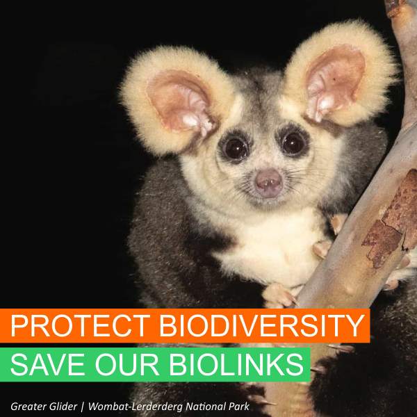 Save Our Biolinks - Greater Glider
